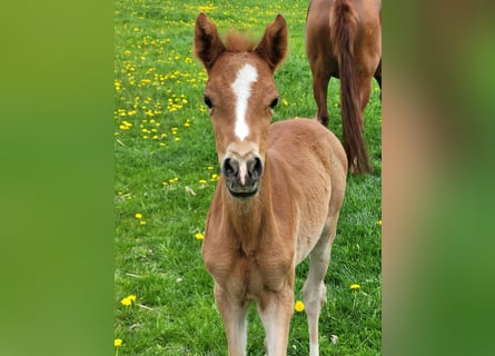 German Riding Pony, Mare, , Chestnut-Red