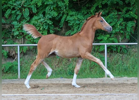 German Riding Pony, Mare, Foal (04/2024), Chestnut-Red