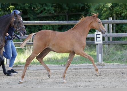 German Riding Pony, Mare, Foal (04/2026), Chestnut-Red