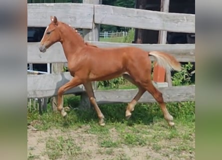 German Riding Pony, Mare, Foal (03/2024), Chestnut-Red