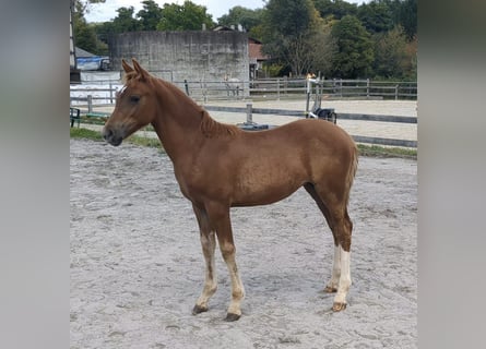 German Riding Pony, Mare, Foal (05/2025), Chestnut-Red