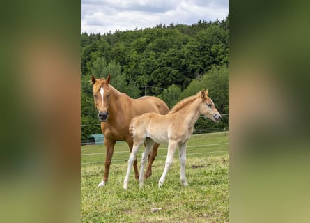 German Riding Pony Mix, Mare, , Chestnut-Red