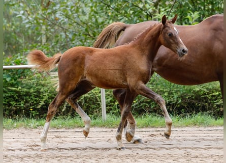 German Riding Pony, Mare, Foal (05/2024), Chestnut-Red