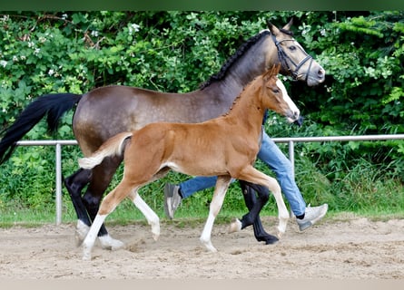 German Riding Pony, Mare, Foal (03/2026), Chestnut-Red