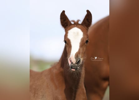 German Riding Pony, Mare, 