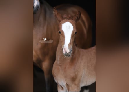 German Riding Pony, Mare, 