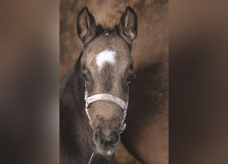 German Riding Pony, Mare, Foal (03/2026)