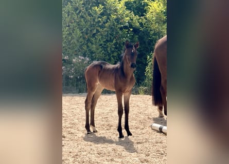 German Riding Pony, Mare, Foal (05/2026)