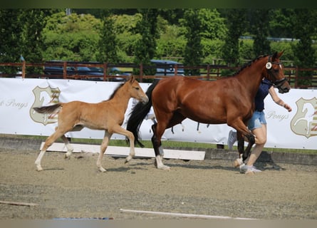 German Riding Pony, Mare, Foal (04/2023), Dun