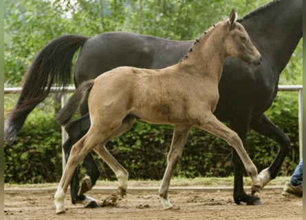 German Riding Pony, Mare, Foal (04/2024), Dun