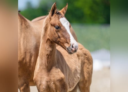 German Riding Pony, Mare, Foal (04/2026), Dun