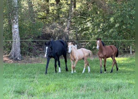 German Riding Pony, Mare, Foal (05/2025), Palomino
