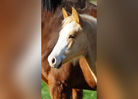 German Riding Pony, Mare, Foal (05/2025), Palomino