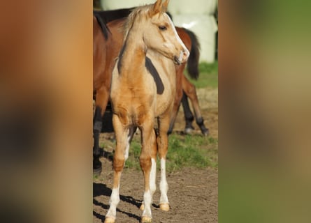 German Riding Pony, Mare, Foal (05/2025), Palomino