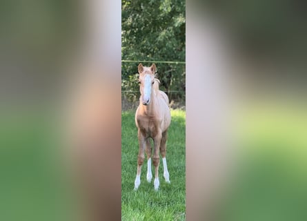 German Riding Pony, Mare, Foal (05/2025), Palomino