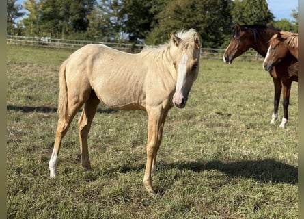 German Riding Pony, Mare, Foal (04/2025), Palomino