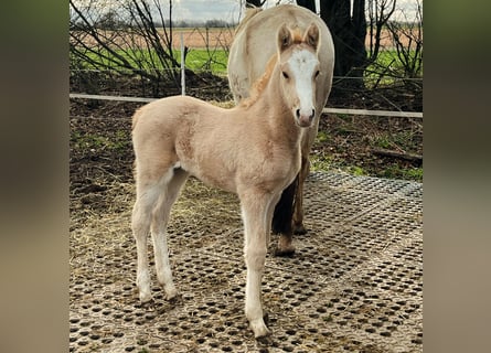 German Riding Pony, Mare, Foal (02/2024), Palomino
