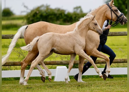 German Riding Pony, Mare, Foal (04/2024), Palomino