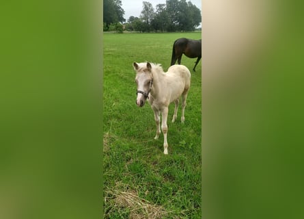 German Riding Pony, Mare, Foal (04/2026), Palomino