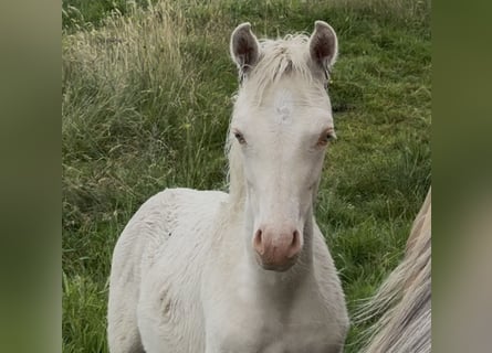 German Riding Pony, Mare, Foal (03/2026), Perlino
