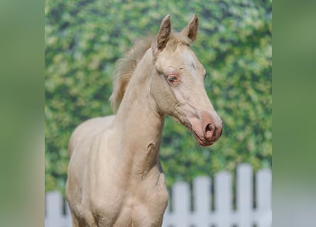 German Riding Pony, Mare, Foal (05/2026), Perlino