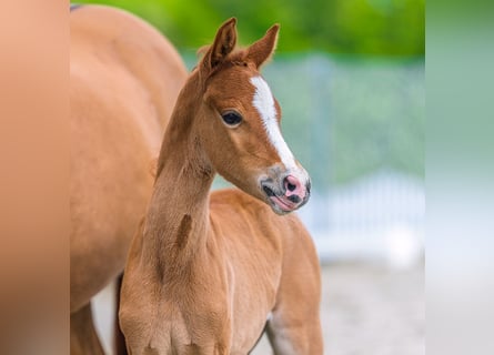 German Riding Pony, Mare, Foal (04/2026), Red Dun