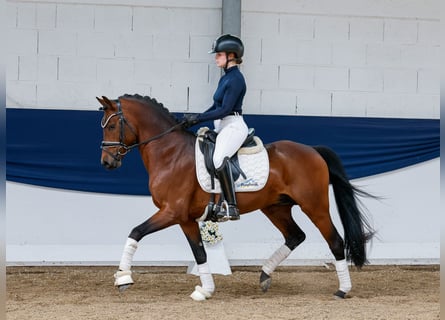 German Riding Pony, Stallion, 10 years, 14,1 hh, Bay-Dark