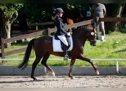 German Riding Pony, Stallion, 11 years, 14.1 hh, Chestnut