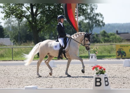 German Riding Pony, Stallion, 11 years, 14,2 hh, Palomino