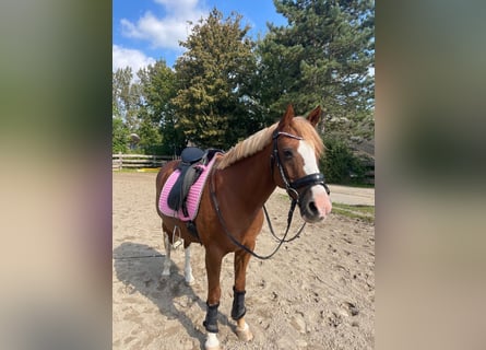 German Riding Pony, Stallion, 15 years, 13,3 hh, Chestnut-Red
