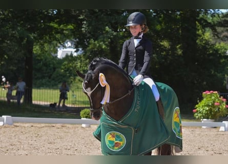 German Riding Pony, Stallion, 17 years, 14,1 hh, Smoky-Black