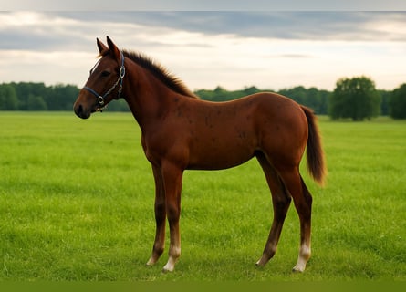 German Riding Pony, Stallion, 1 year, 11,2 hh, Chestnut-Red