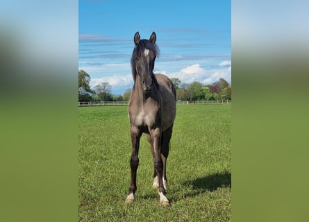 German Riding Pony, Stallion, 1 year, 14.1 hh, Grullo
