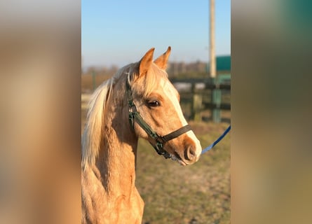 German Riding Pony, Stallion, 1 year, 14.1 hh, Palomino