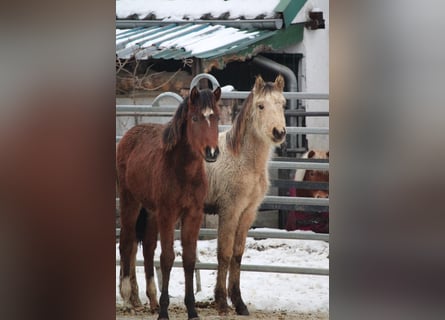 German Riding Pony, Stallion, 1 year, 14.2 hh, Brown