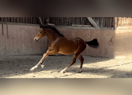 German Riding Pony, Stallion, 1 year, 14.2 hh, Brown