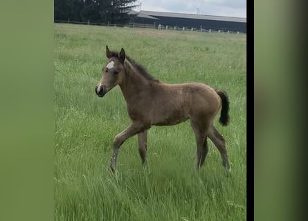 German Riding Pony, Stallion, 1 year, 14,2 hh