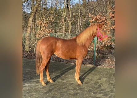 German Riding Pony, Stallion, 1 year, 14 hh, Chestnut-Red