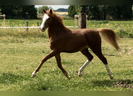German Riding Pony, Stallion, 1 year, 14,1 hh, Chestnut-Red