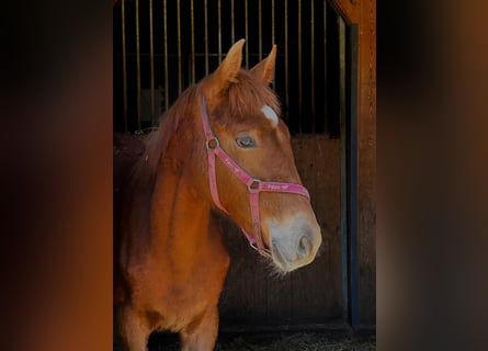 German Riding Pony, Stallion, 1 year, 15.2 hh, Chestnut-Red