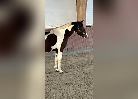 German Riding Pony, Stallion, 1 year, 15 hh, Pinto