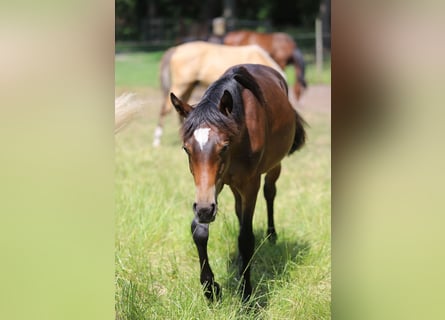 German Riding Pony, Stallion, 1 year, Bay-Dark