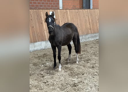 German Riding Pony, Stallion, 1 year, Black