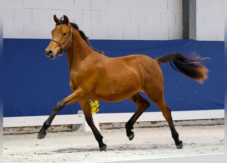 German Riding Pony, Stallion, 1 year, Brown