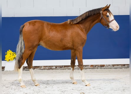 German Riding Pony, Stallion, 1 year, Brown