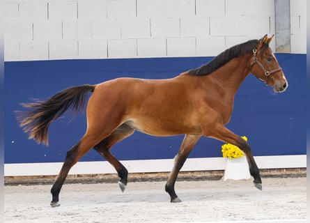German Riding Pony, Stallion, 1 year, Brown