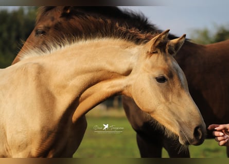 German Riding Pony, Stallion, 1 year, Buckskin
