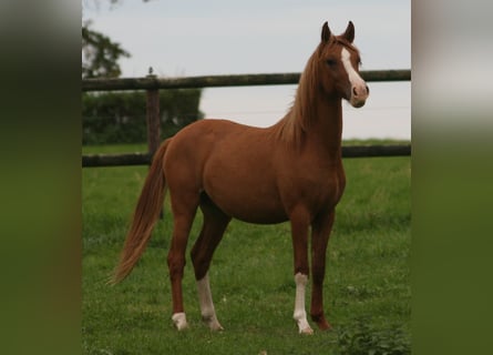 Deutsches Reitpony, Hengst, 1 Jahr, Fuchs