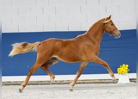 German Riding Pony, Stallion, 1 year, Chestnut-Red