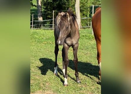 German Riding Pony, Stallion, 1 year, Dun